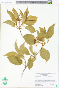 Viburnum lentago image