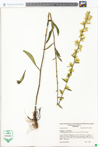 Solidago erecta image