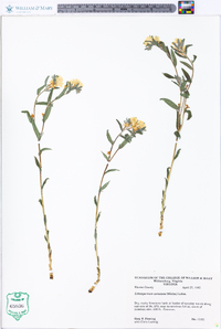 Lithospermum canescens image