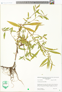 Ludwigia glandulosa image