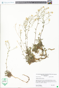 Draba ramosissima image