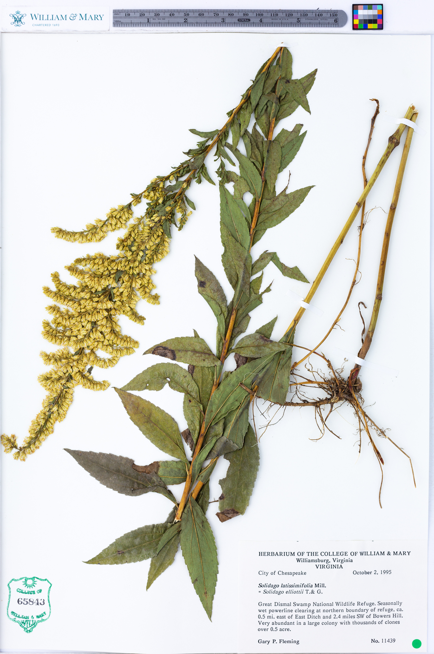 Solidago latissimifolia image