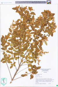 Ligustrum sinense image