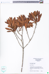 Myrica cerifera image