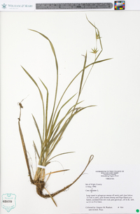 Carex folliculata image