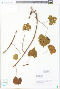 Vitis rotundifolia image