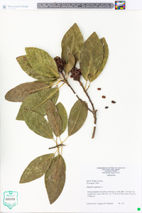 Magnolia virginiana image