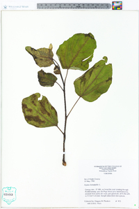 Populus heterophylla image