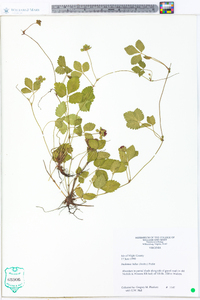 Potentilla indica image