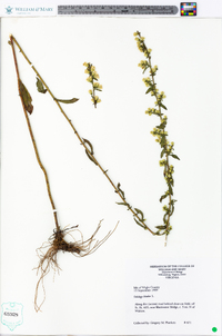 Solidago bicolor image