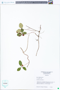 Gaultheria procumbens image