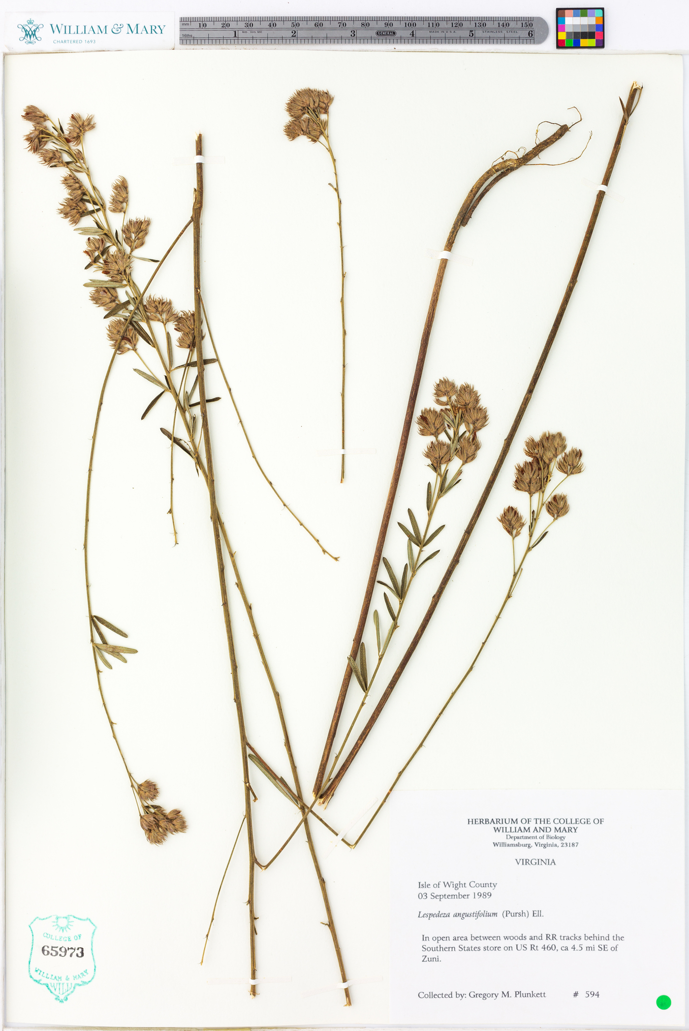 Lespedeza angustifolia image