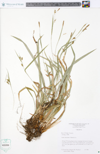 Carex laxiculmis image