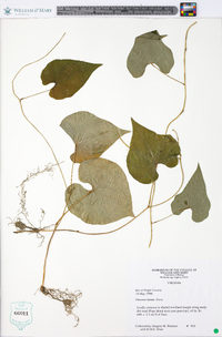 Dioscorea polystachya image