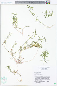 Galium uniflorum image