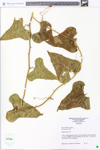 Smilax bona-nox image