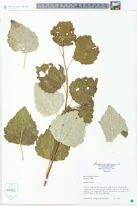 Populus alba image