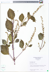 Perilla frutescens image