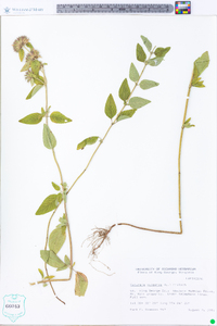 Clinopodium vulgare image