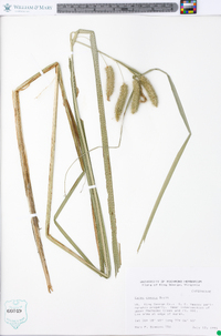 Carex comosa image