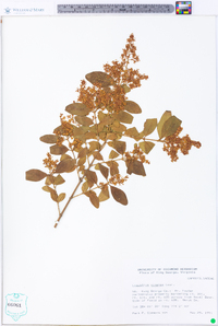 Ligustrum sinense image