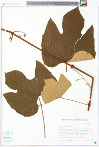 Vitis labrusca image