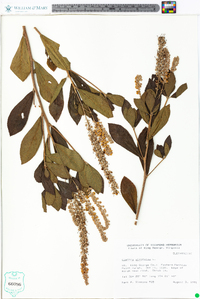 Clethra alnifolia image