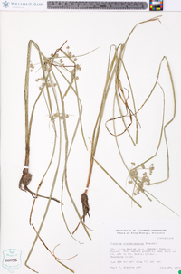 Cyperus pseudovegetus image