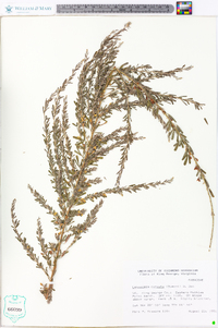 Lespedeza cuneata image