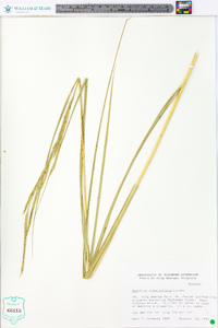 Spartina alterniflora image