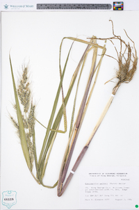 Echinochloa walteri image