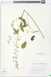 Desmodium perplexum image