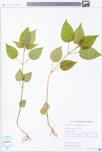 Circaea canadensis image