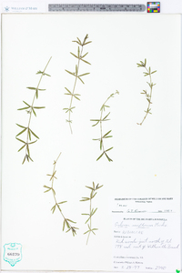 Galium uniflorum image