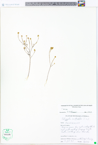 Polygala nuttallii image