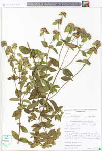 Pycnanthemum setosum image