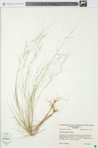 Aristida oligantha image