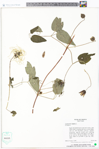 Clematis viorna image