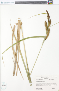 Carex hyalinolepis image