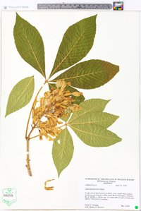 Aesculus sylvatica image