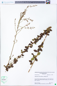 Desmodium ciliare image