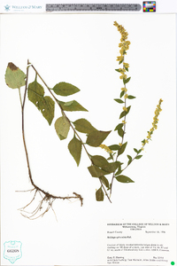 Solidago sphacelata image