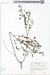 Aureolaria pedicularia var. intercedens image