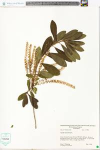 Cyrilla racemiflora image