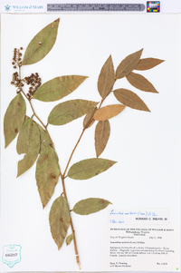 Leucothoe axillaris image