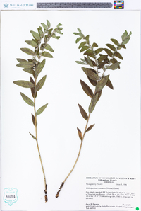 Lithospermum canescens image