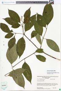 Cornus foemina image