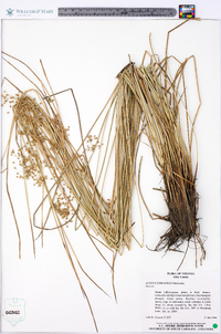 Juncus coriaceus image