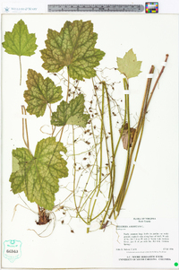 Heuchera americana image