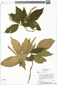 Clethra acuminata image